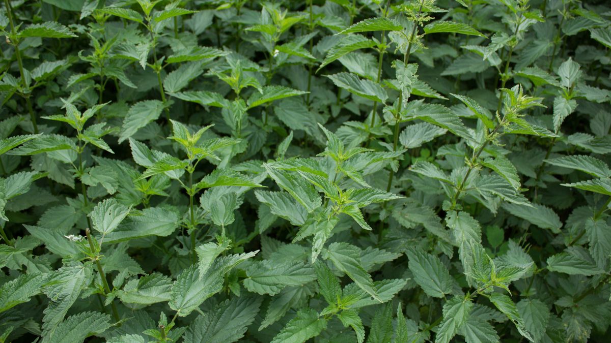 Pokrzywa - właściwości zdrowotne 