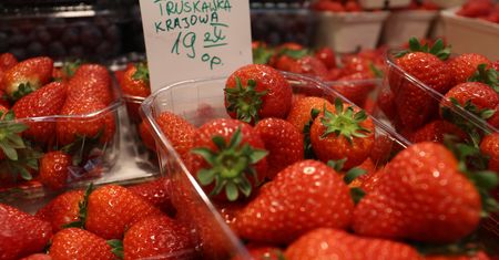 Wykupują polskie truskawki. "Zbyt duże zainteresowanie"