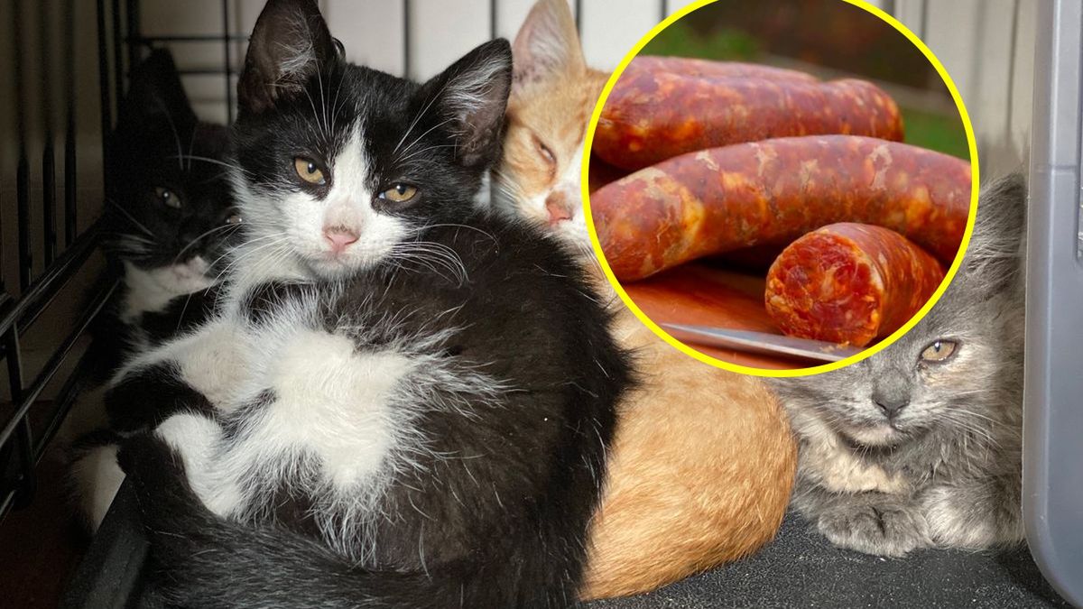 Masarnia reklamuje mięso z kota 