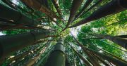 Amazonia umiera? "Zielone płuca Ziemi" uwalniają już więcej CO2 niż pochłaniają