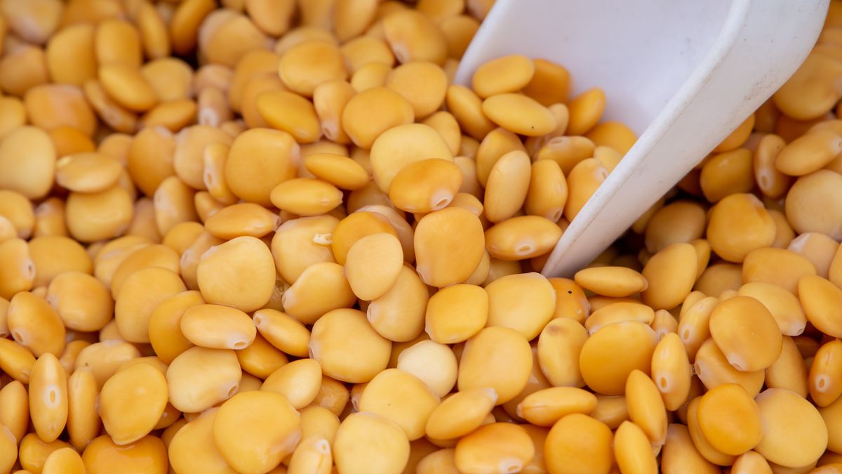 Mylisz go z chwastem, a to polska bomba białkowa