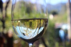 Wino stołowe pinot blanc (białe)