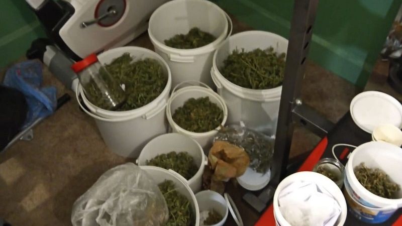Marihuana w wiaderkach