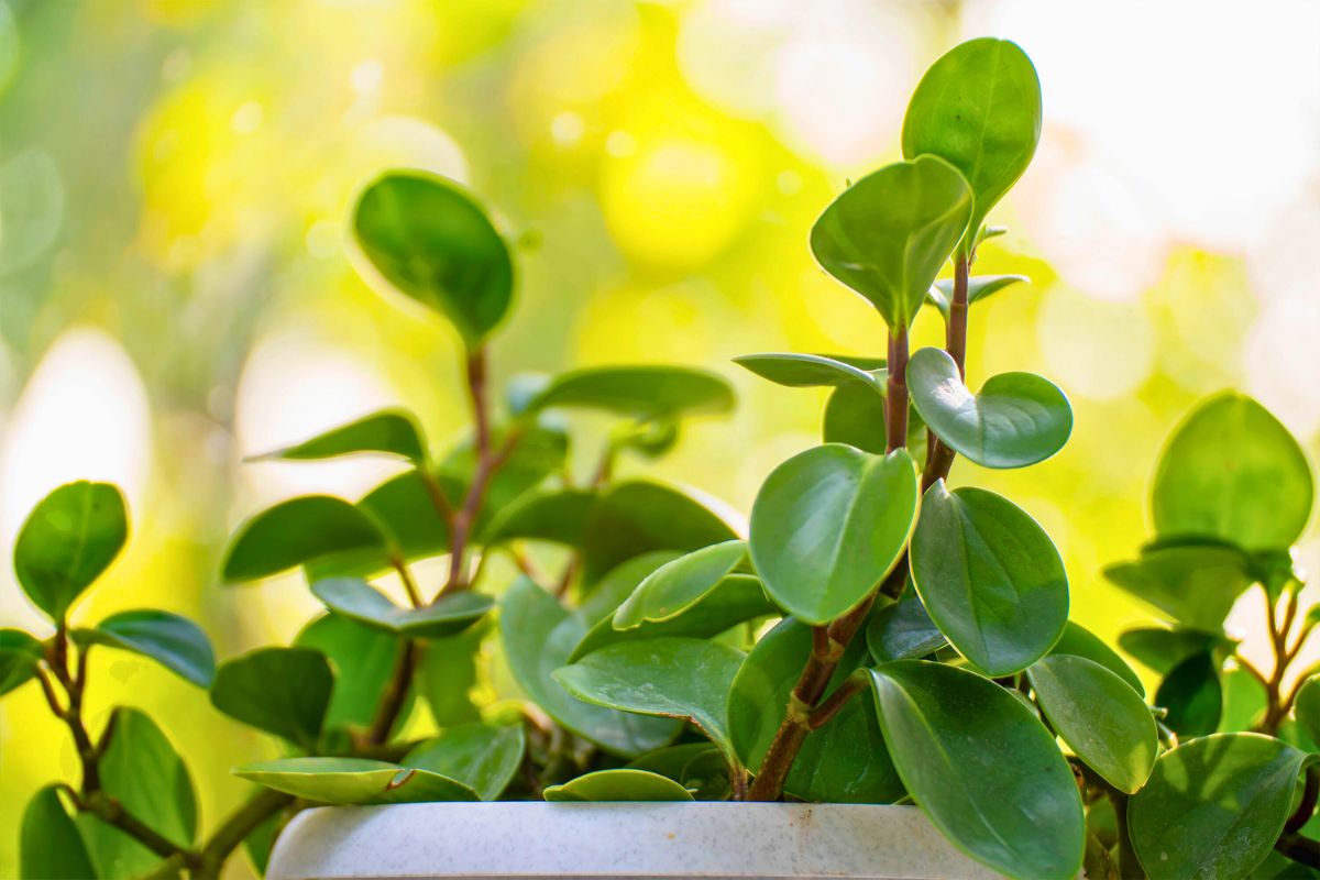Peperomia to parapetowy zamiennik zamiokulkasa 