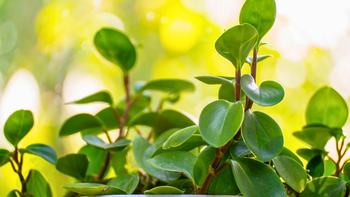 Peperomia to parapetowy zamiennik zamiokulkasa 