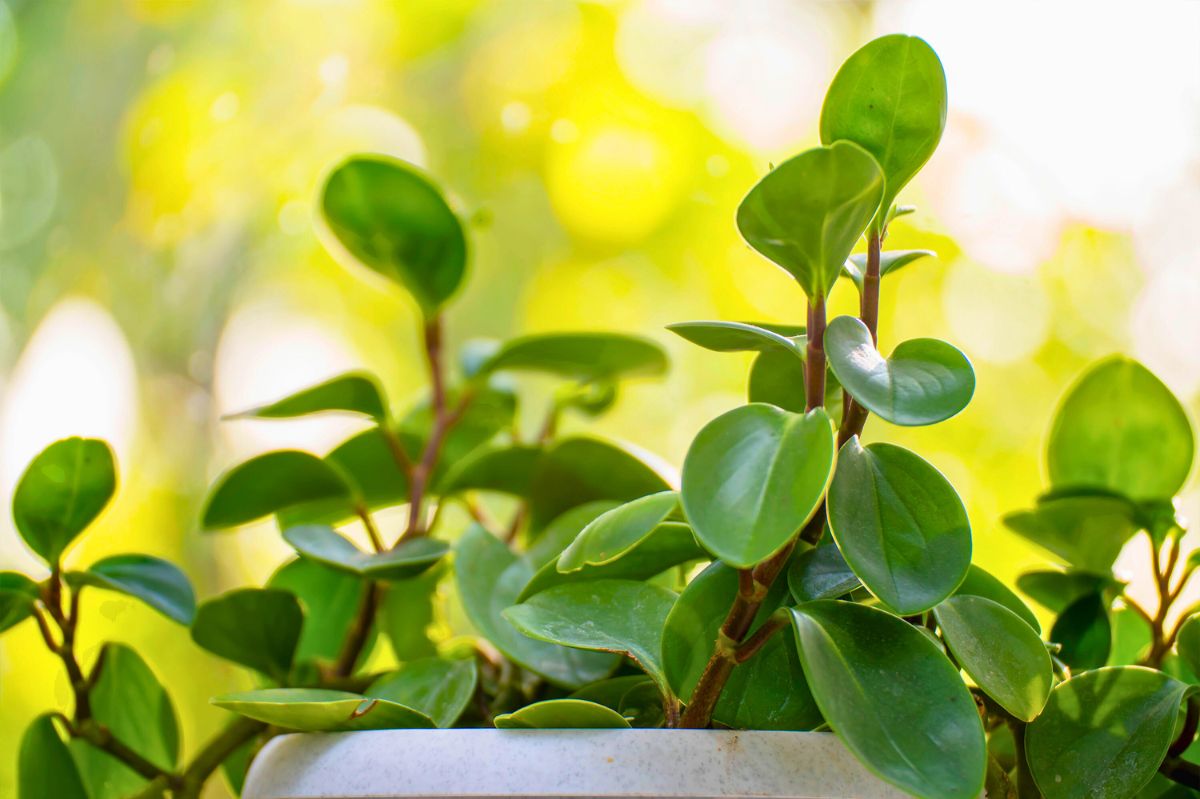 Peperomia to parapetowy zamiennik zamiokulkasa 