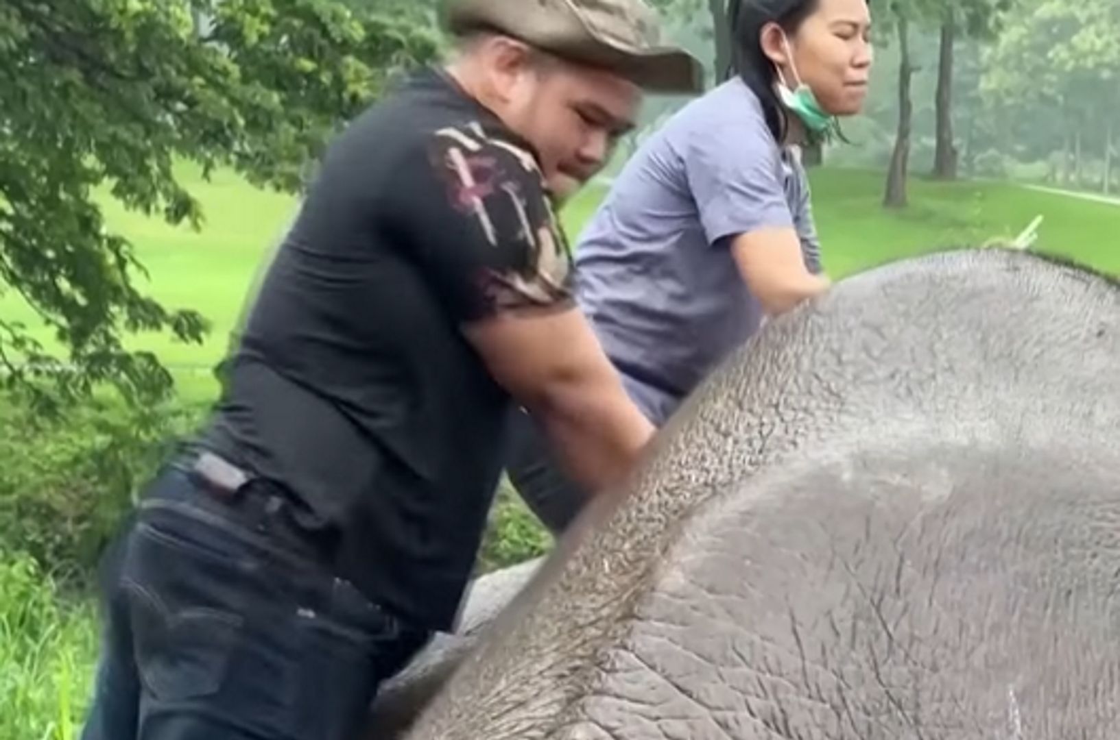 Tak reanimuje się słonicę. Nagranie wideo z Tajlandii