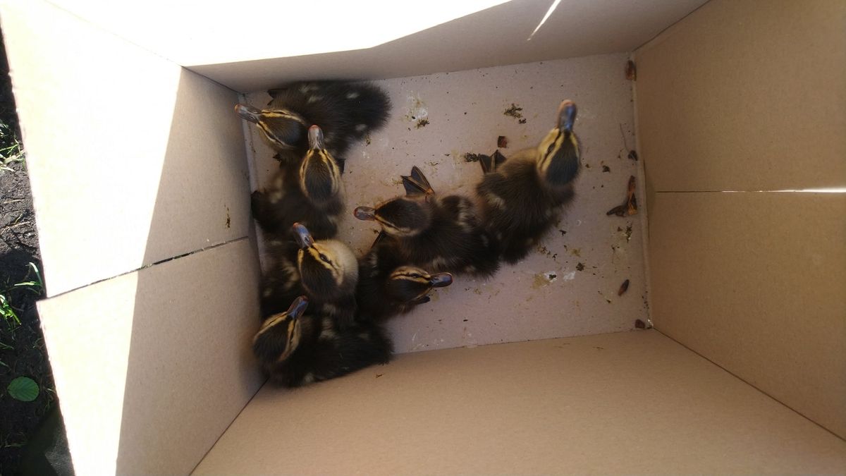 Zdjęcie ilustracyjne (Straż Miejska Miasta Poznania)