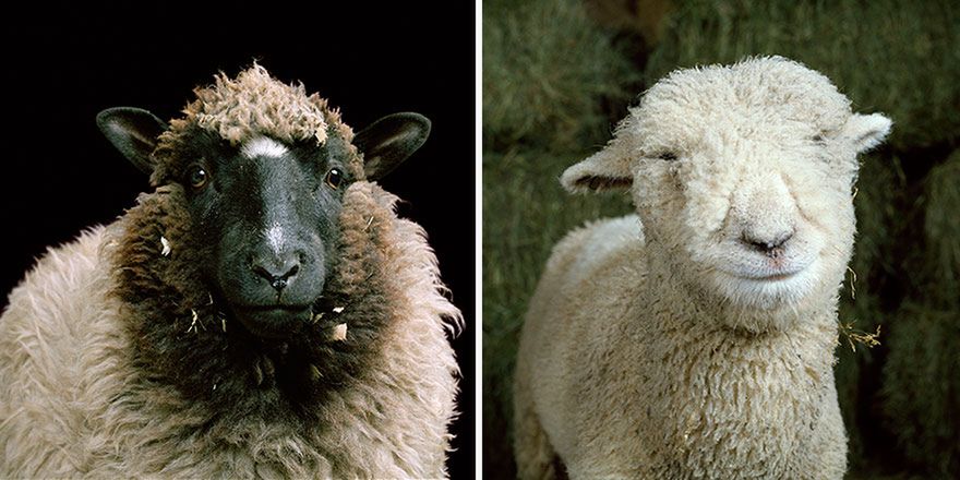 Stary MacInnis farmę miał, czyli piękne zdjęcia zwierząt hodowlanych 11