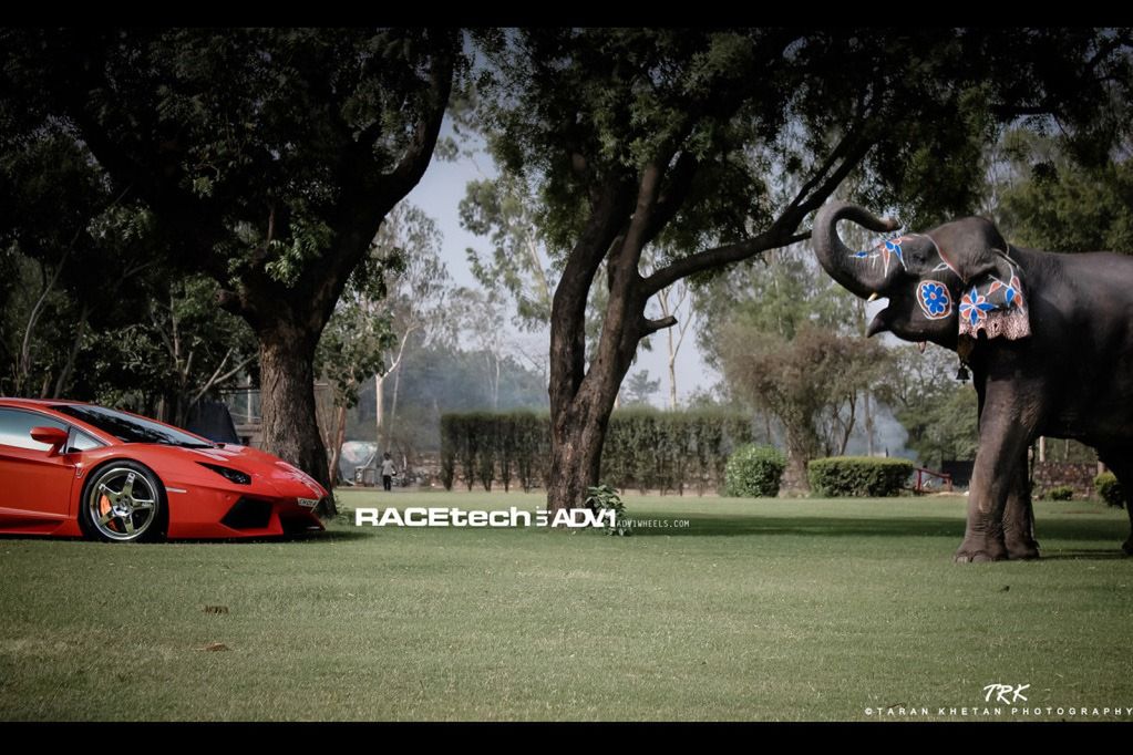 Lamborghini Aventador, felgi ADV.1 i słoń - niecodzienna sesja zdjęciowa [galeria] 10
