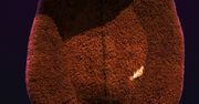 Proszę państwa, oto miś czyli 505 Games zapowiada Naughty Bear