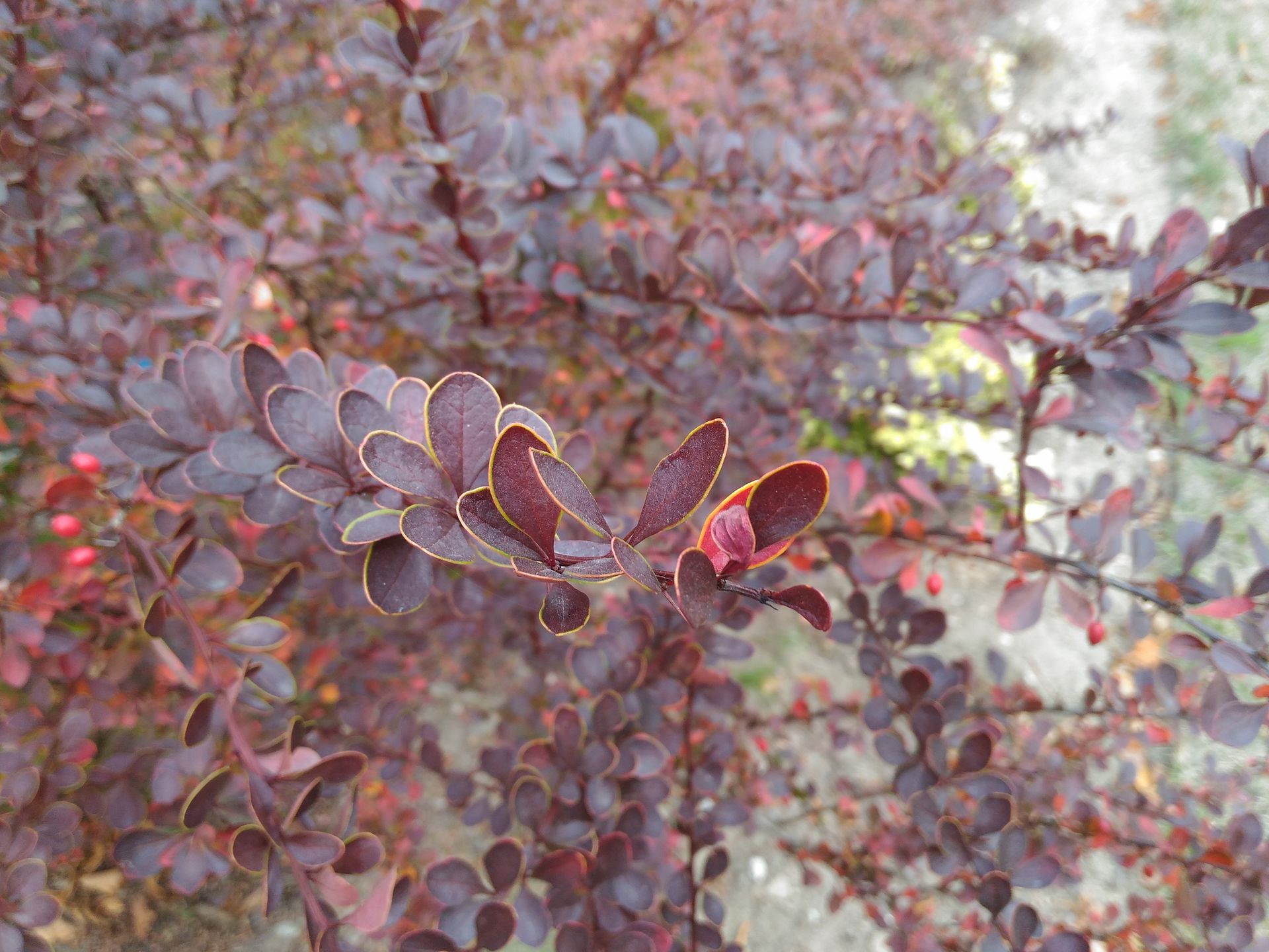 Ostrość z prędkością światła. Test smartfonu ASUS Zenfone 2 Laser 4