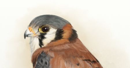 ArtRage 5 – malowanie jak na papierze z lepszymi ołówkami lub własnymi pędzlami