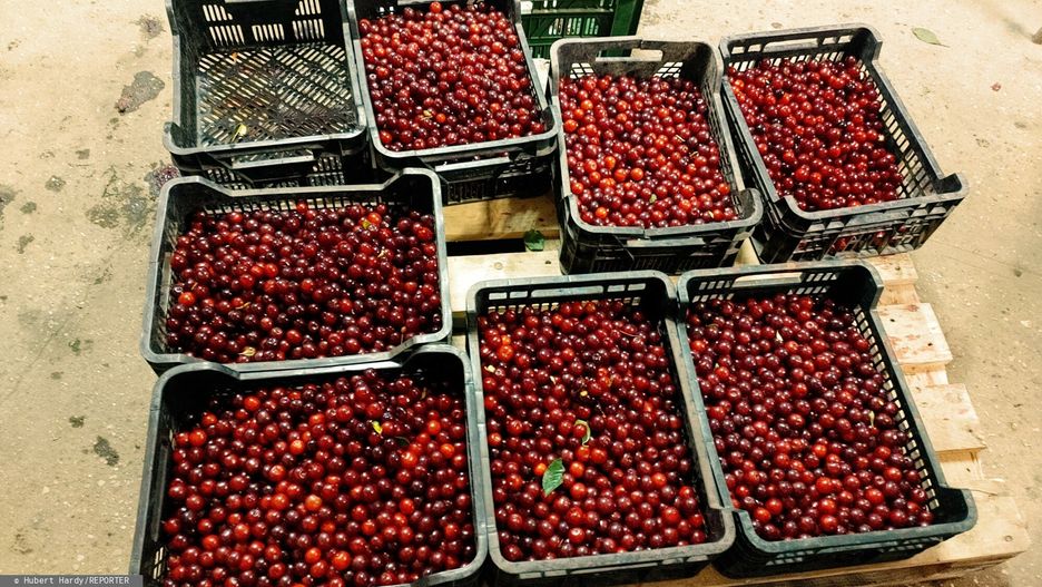 16-letnia Marysia sprzedawała wiśnie, aby zarobić na wycieczkę szkolną