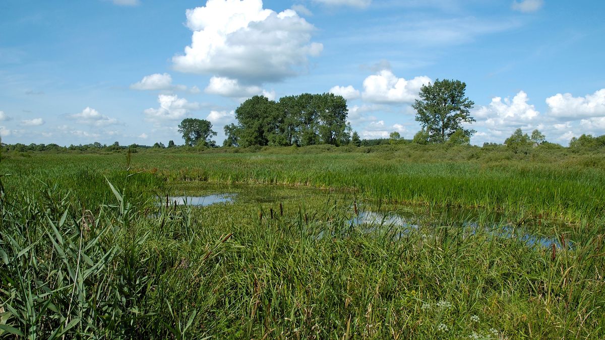 Wielka nagroda za wskazanie podpalacza Biebrzańskiego Parku Narodowego