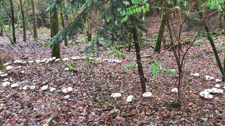"Czarci krąg" twardzioszków