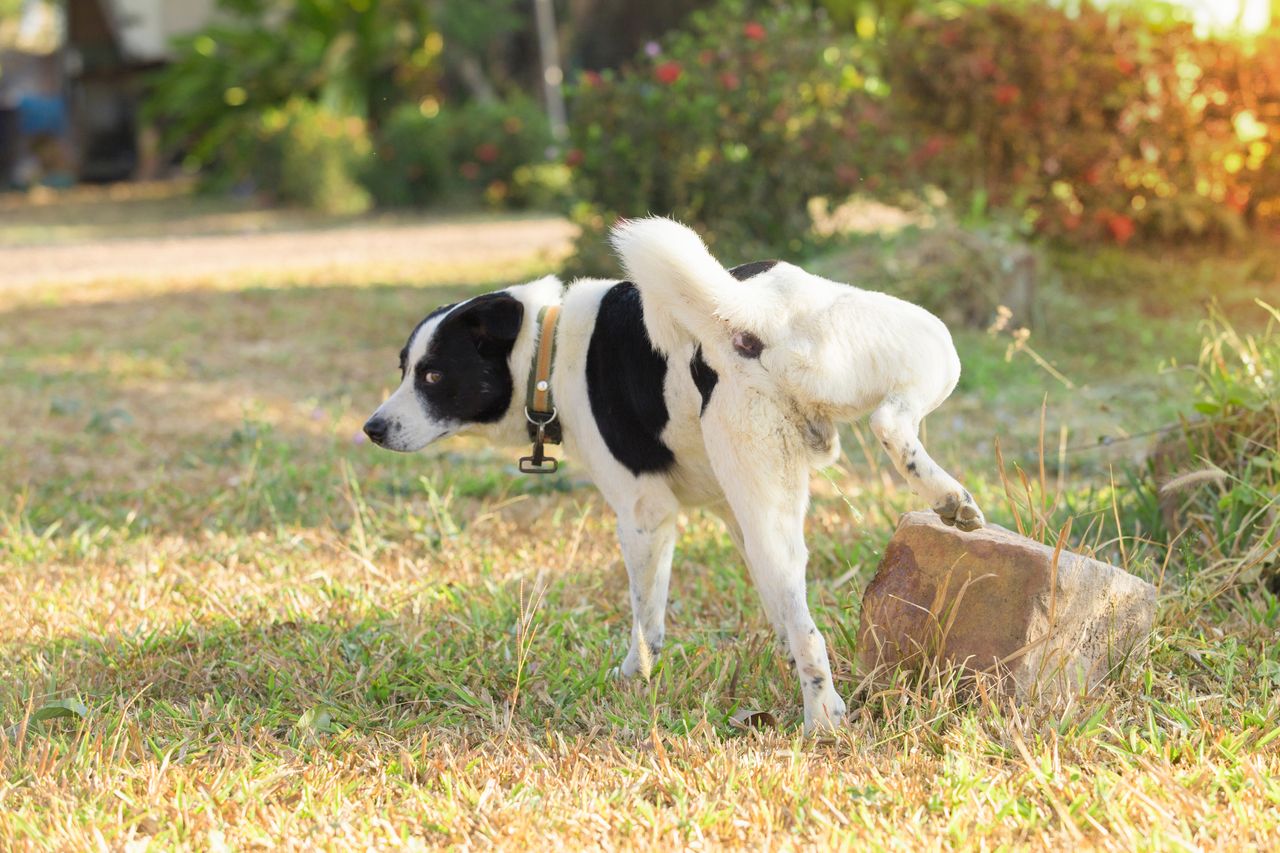 Why does the dog lift its leg when urinating?