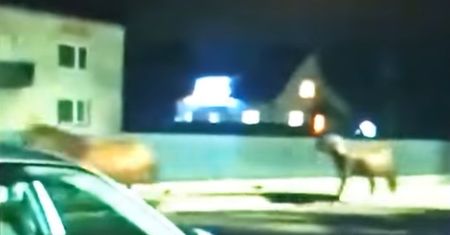 Podkarpacie. Tragedia w sylwestra. Spłoszone konie wybiegły na DK9