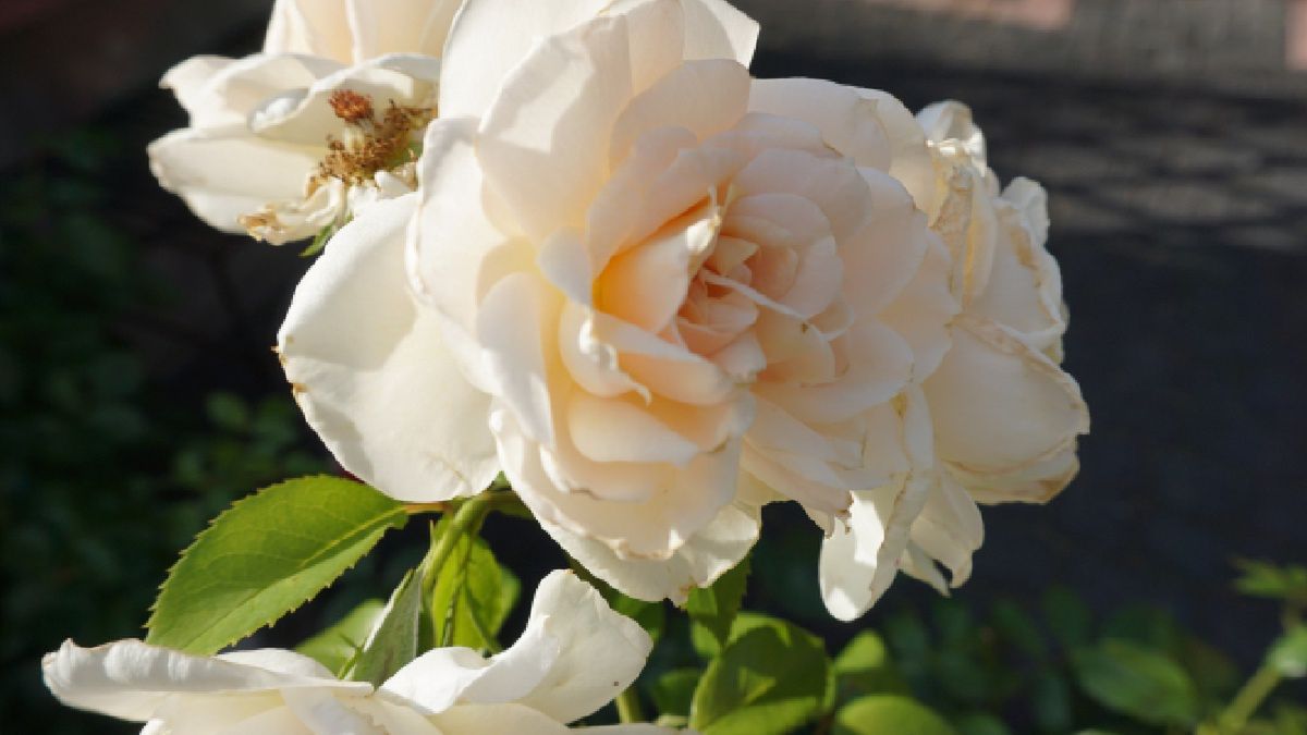 Zobacz, jakich roślin nie lubi róża