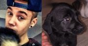 Justin Bieber ma nowego psa (FOTO)