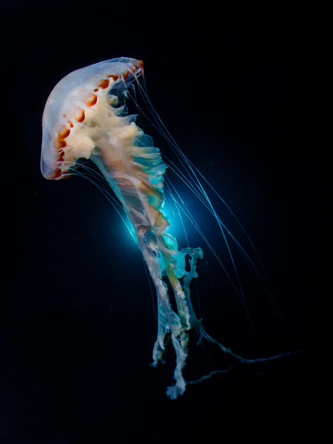 Piękne stworzenia z morskich głębin w konkursie Ocean Art Underwater 12