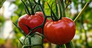 Domowy nawóz na maj. Pomidory rosną jak szalone