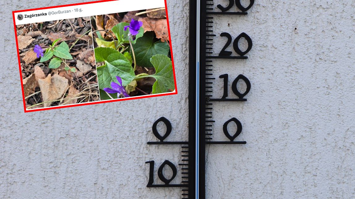 Przyroda budzi się do życia w grudniu? To widać na zdjęciach