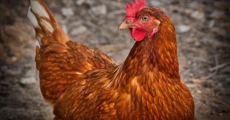 Śląskie. Ognisko ptasiej grypy w Wieszowej. Trzeba zutylizować kilkadziesiąt tysięcy drobiu