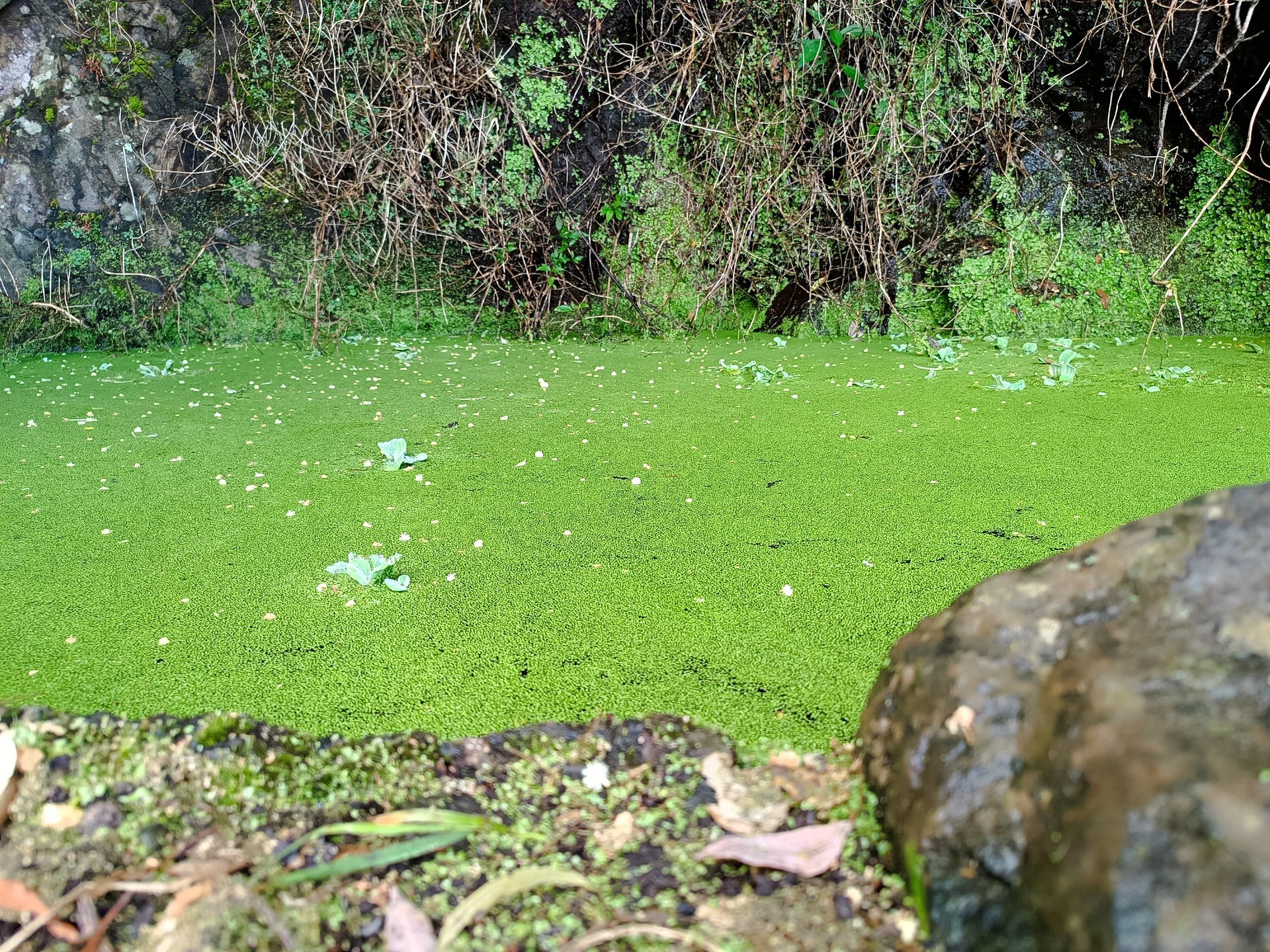 Szlak Vereda do Larano (Boca do Risco, Madera)