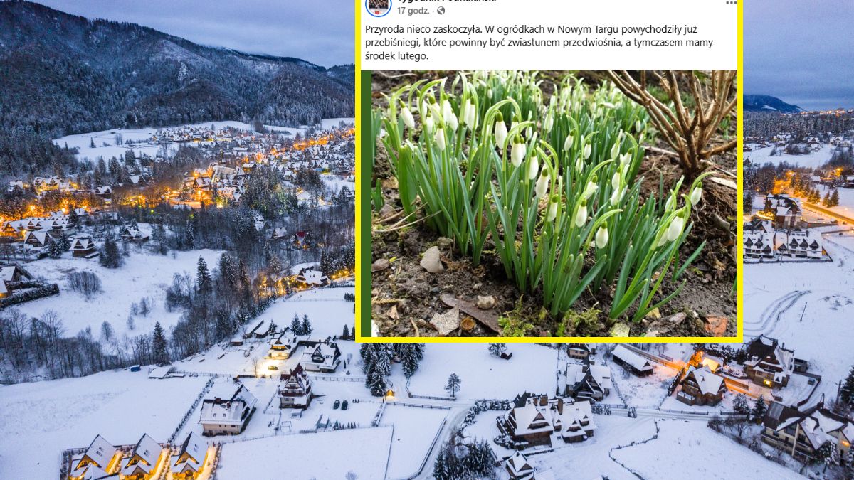 Przebiśniegi na południu Polski