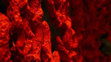 Pigment z koralowców – sposób na fascynujące widowisko pod szkłem 1