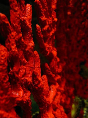 koralowiec czerwony