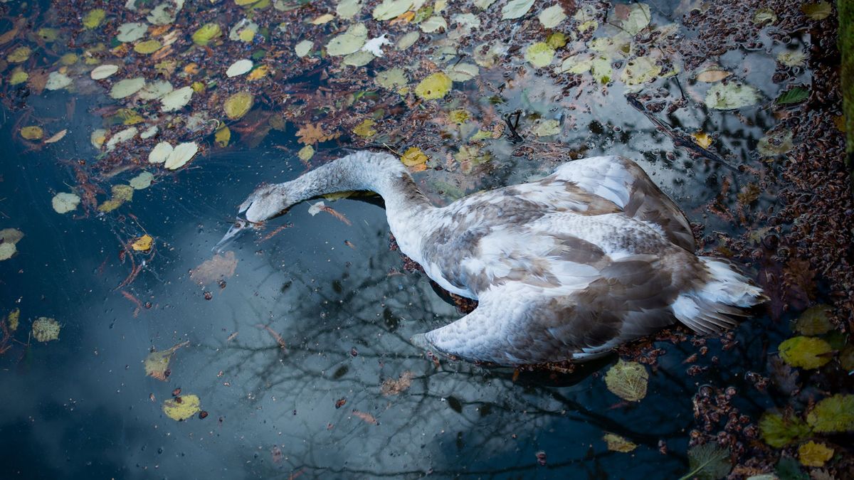 Martwy łabędź w Warszawie