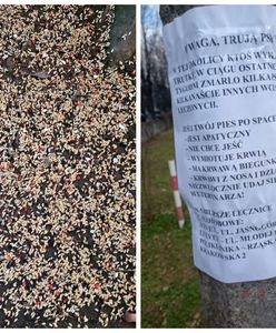 Groza na osiedlach. Ostrzegają właścicieli psów