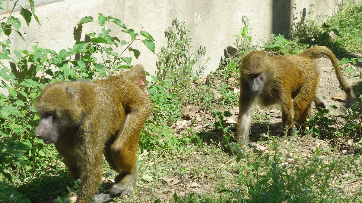 New Arrivals At Beijing ZooBEIJING, CHINA - APRIL 28: Olive Baboons are seen at Beijing Zoo on April 28, 2025 in Beijing, China. In preparation for the upcoming May Day holidays, Beijing Zoo has unveiled 8 newly introduced animal species comprising 21 individual animals. (Photo by VCG/VCG via Getty Images)VCGnews, xicheng district, beijing zoo, china