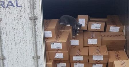 Przeżył 19 dni w zamkniętym kontenerze. Kot miał ogromne szczęście