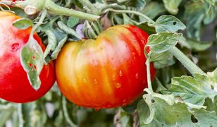 Katastrofalne skutki przymrozków. Straty sięgają 100 proc.