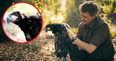 Obrączkowanie bielików w Nadleśnictwie Kaczory – młoda samica waży już 5 kg!