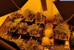 Legnica. Stworzył plantację marihuany. Policjanci zabezpieczyli towar wart 100 tys. zł