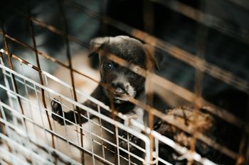 Horror w Ociążu. 41 psów znalezionych w fatalnych warunkach. Mają "guzy, wyłysienia, pasożyty, popękane sutki"