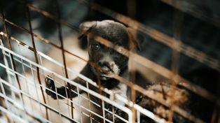 Horror w Ociążu. 41 psów znalezionych w fatalnych warunkach. Mają "guzy, wyłysienia, pasożyty, popękane sutki"