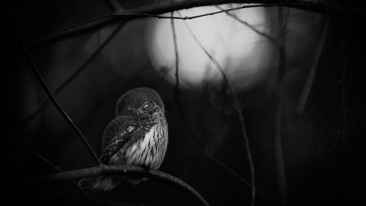 Poznaliśmy zwycięzców konkursu Wildlife Photographer of the Year 2016 1