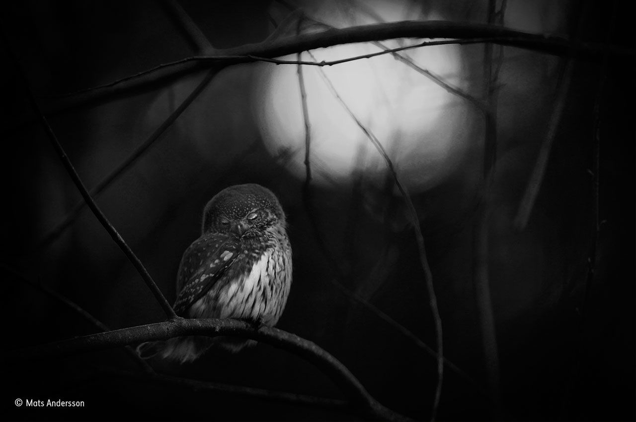 Poznaliśmy zwycięzców konkursu Wildlife Photographer of the Year 2016 1