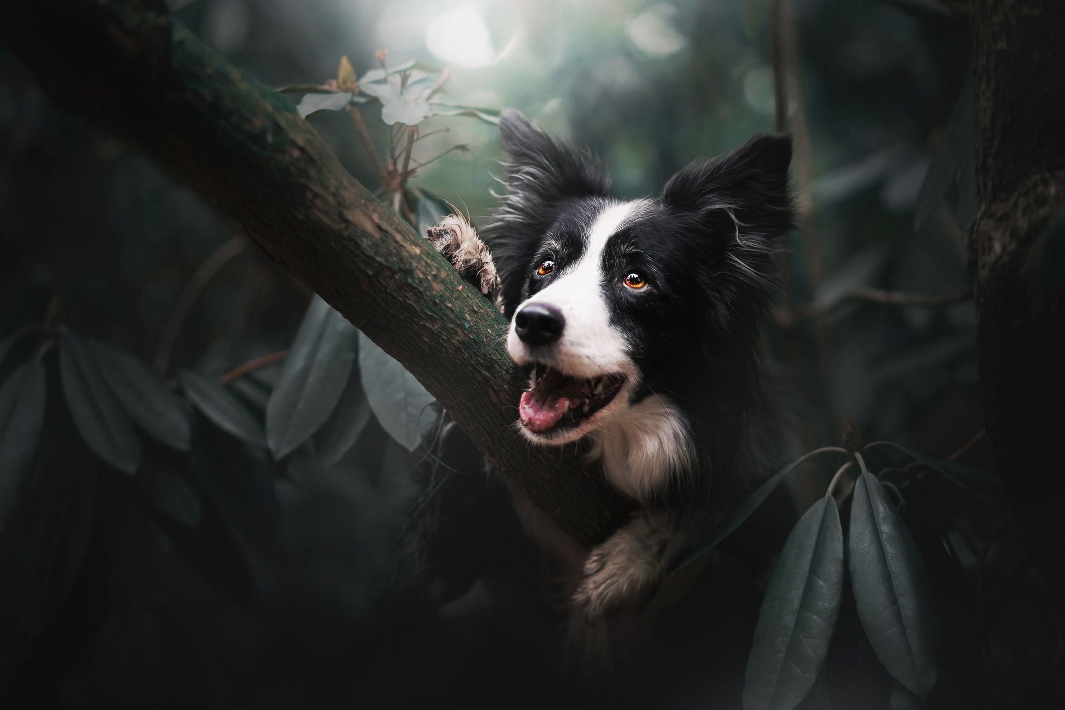 Kristýna Kvapilová kocha psy - fotografuje je i gra z nimi we frisbee 2