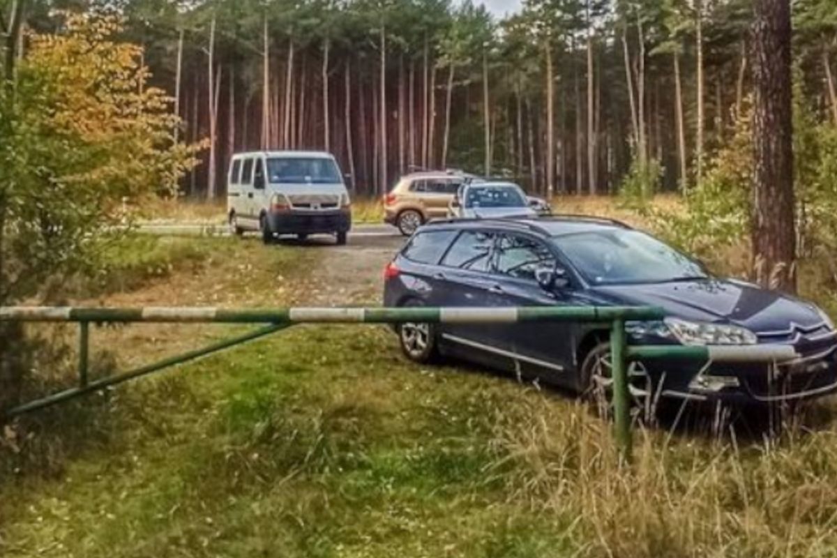 Leśnicy ostrzegają. Grzybobranie może zrujnować polskie lasy