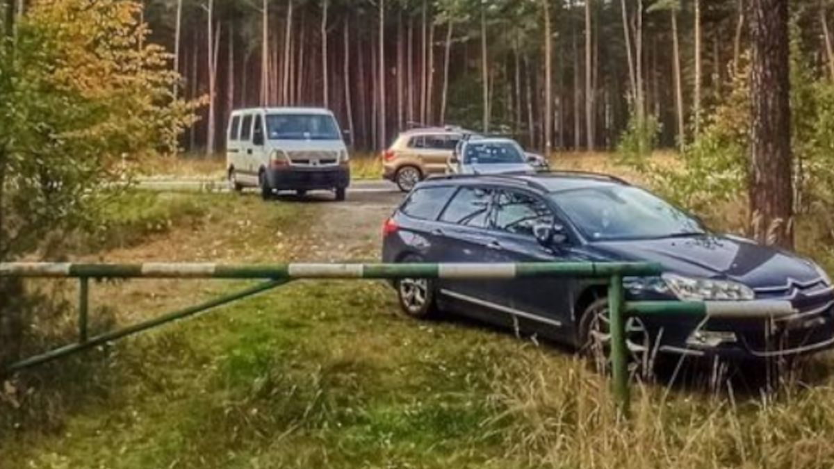 Grzybobranie może zrujnować polskie lasy.