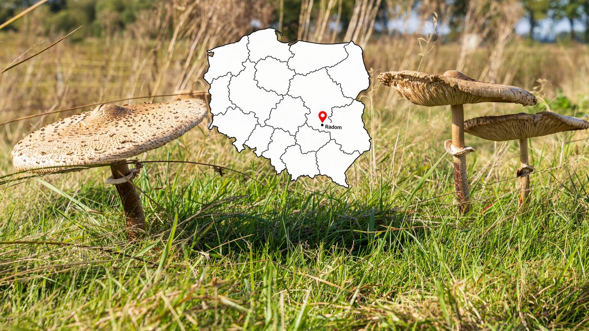 Sezon na grzyby zaczyna się w sierpniu (zdjęcie podglądowe)