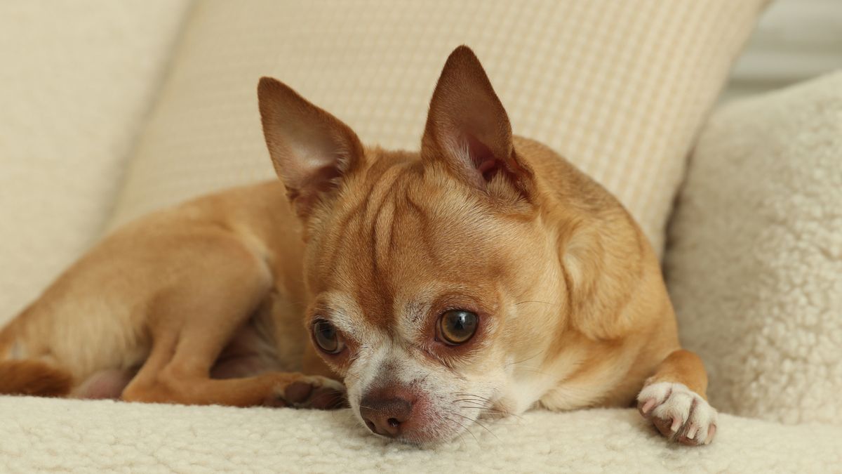 W DNA chihuahua znaleziono ślady kojota