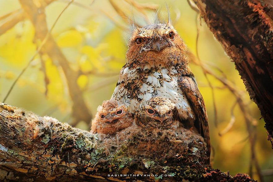 Cudowne życie sów uchwycone na fotografiach Sasi Smith 7