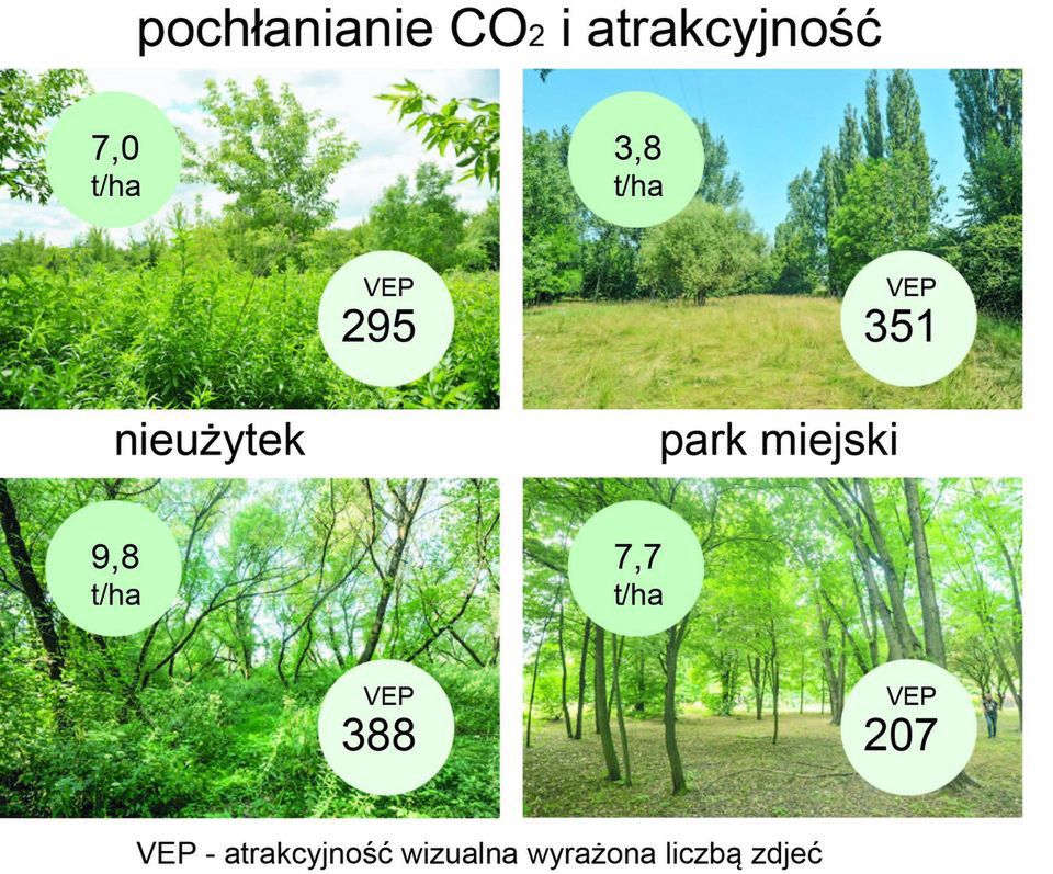 Porównanie parku do nieużytku